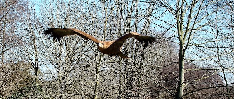 African tawny eagle